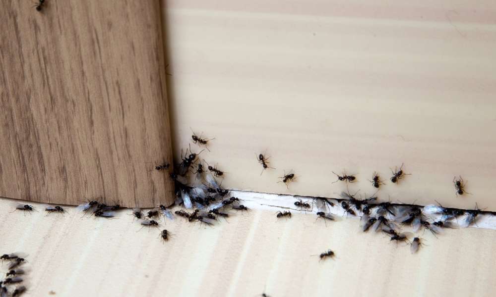How To Get Rid Of Ants In Kitchen 