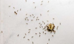 How To Get Rid Of Tiny Ants In Kitchen 