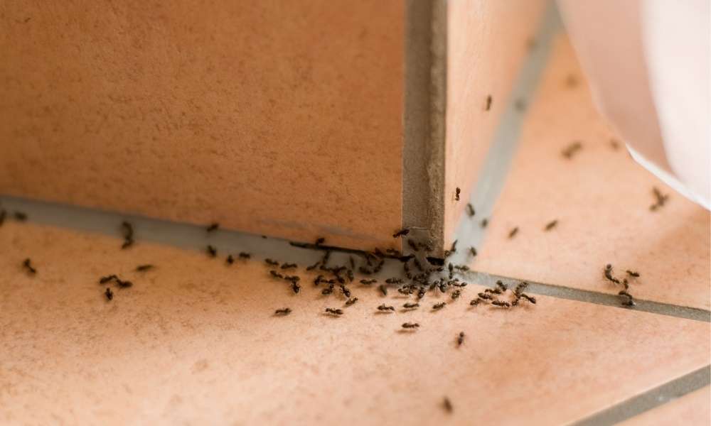 How to kill ants in the kitchen