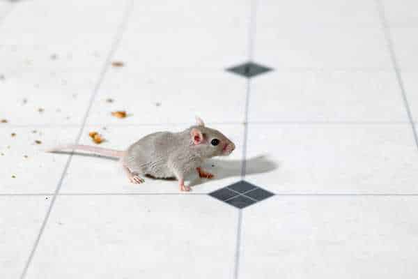 Tips For Catch A Mouse In The Kitchen