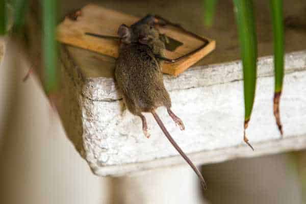 Where To Set Traps For A Mouse Catch